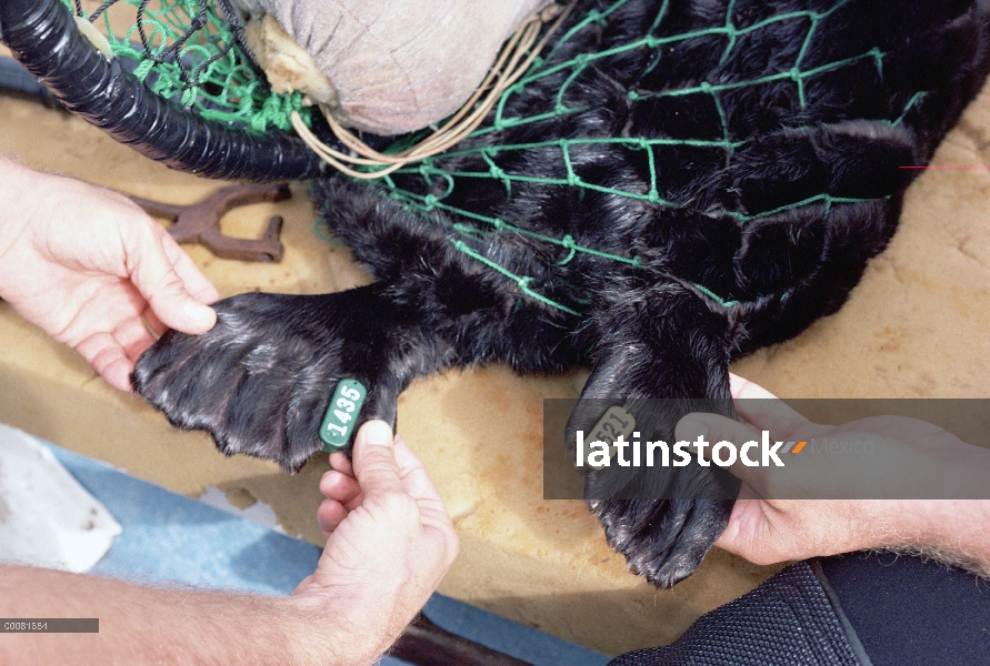 Nutria marina (Enhydra lutris) con etiquetado aletas, California