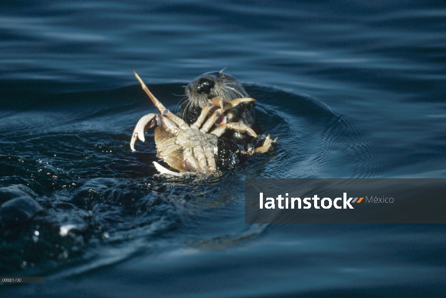 Nutria marina (Enhydra lutris) comiendo un cangrejo, California