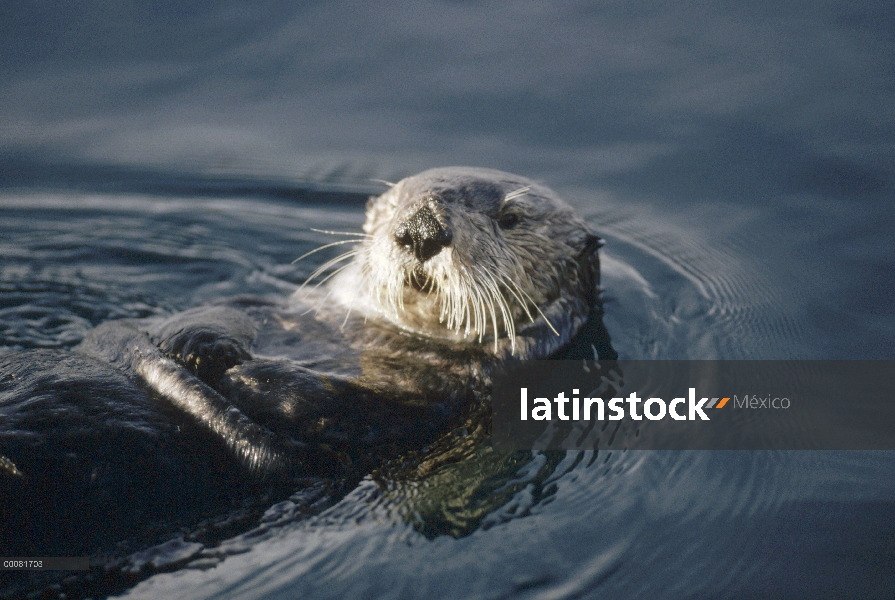 Retrato de nutria marina (Enhydra lutris), California