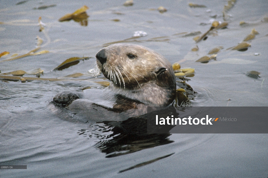 Nutria marina (Enhydra lutris) flotando entre el quelpo gigante (Macrocystis pyrifera), California