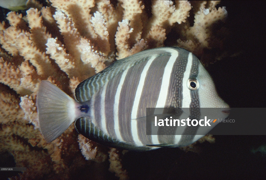 Perfil de Sailfin Tang (?????? veliferum)