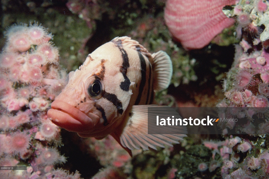 Retrato de Rockfish (Sebastes nigrocinctus) del tigre, bajo el agua