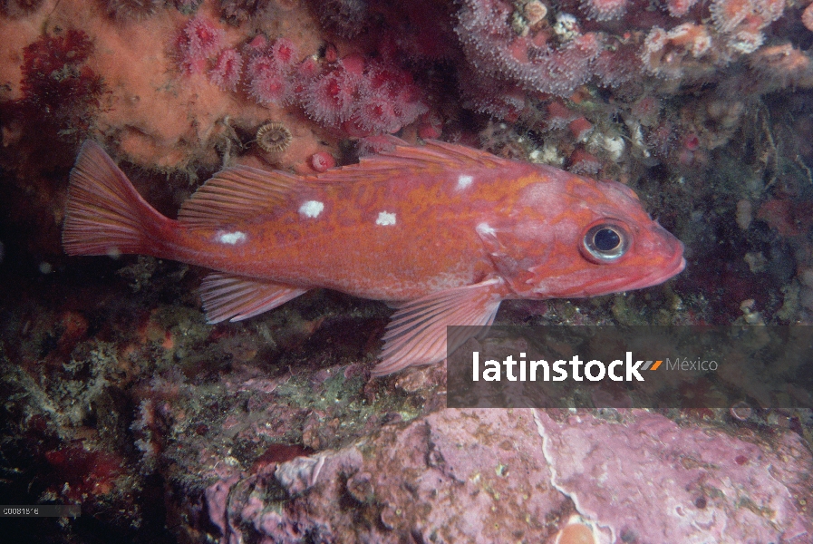 Rosy retrato subacuático, de Rockfish (Sebastes rosaceus)