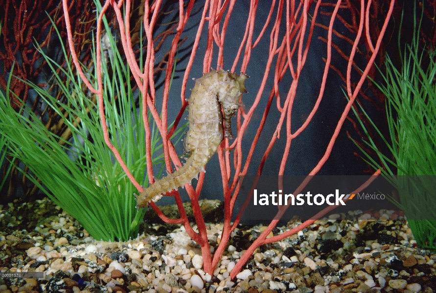 Retrato de Caballito de mar (Hippocampus sp)