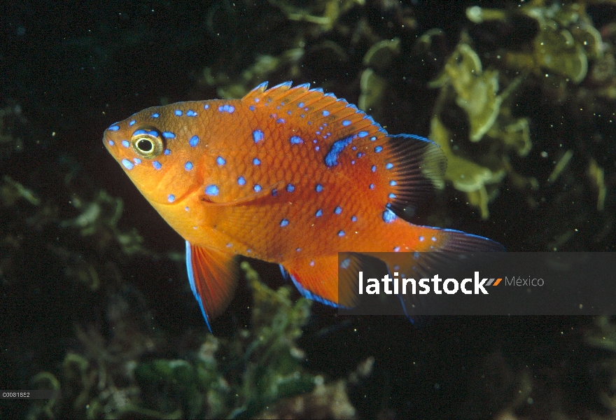 Juvenil de Garibaldi (Hypsypops rubicundus), California