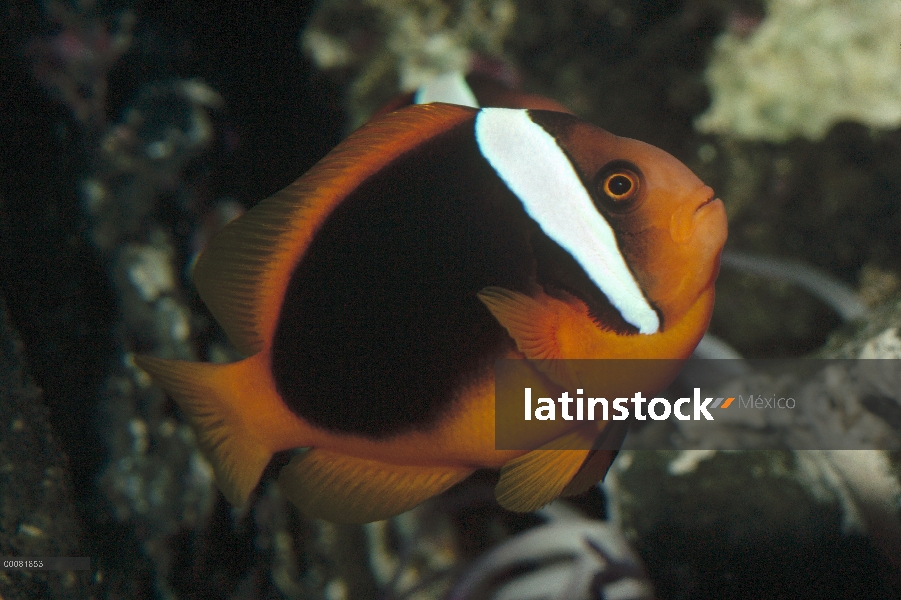 Retrato de Blackfinned Clownfish (Amphiprion percula), América del norte