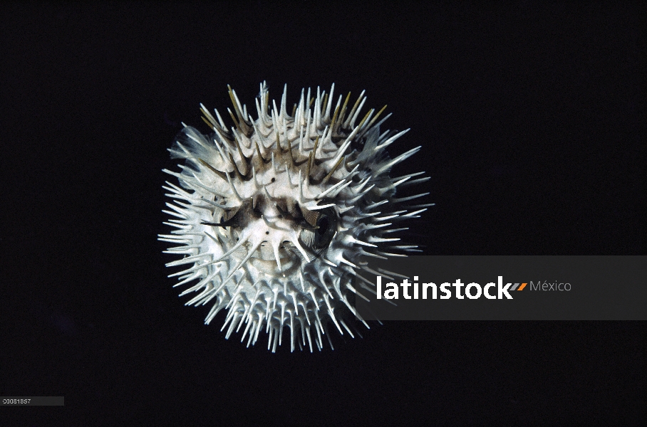 Tamborillos largo dorsal (Diodon holocanthus) inflados en postura defensiva, América del norte