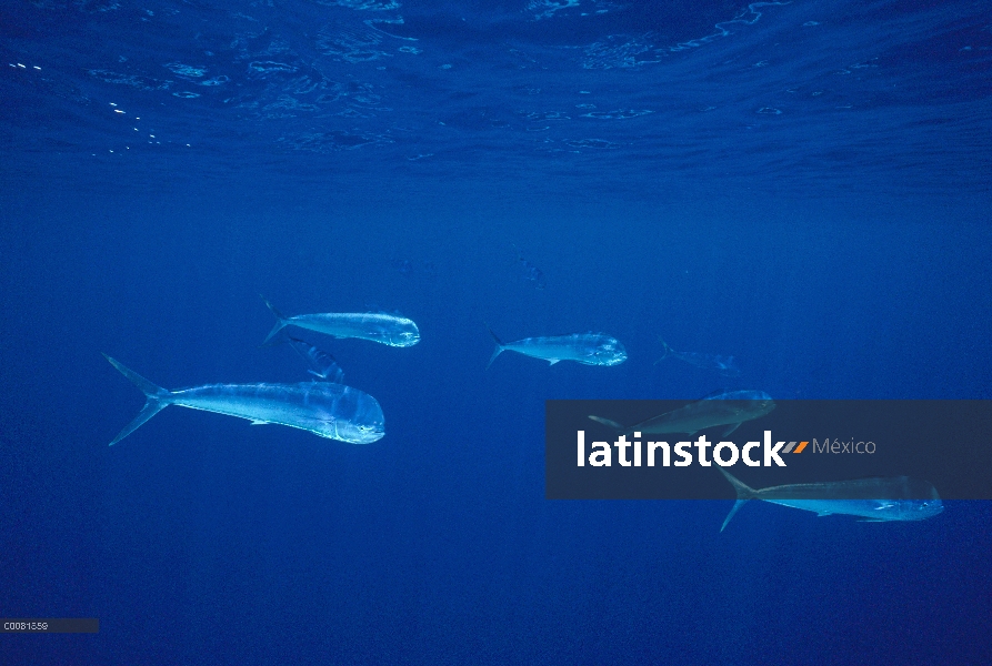 Grupo de Mahi Mahi (Coryphaena hippurus), Hawaii