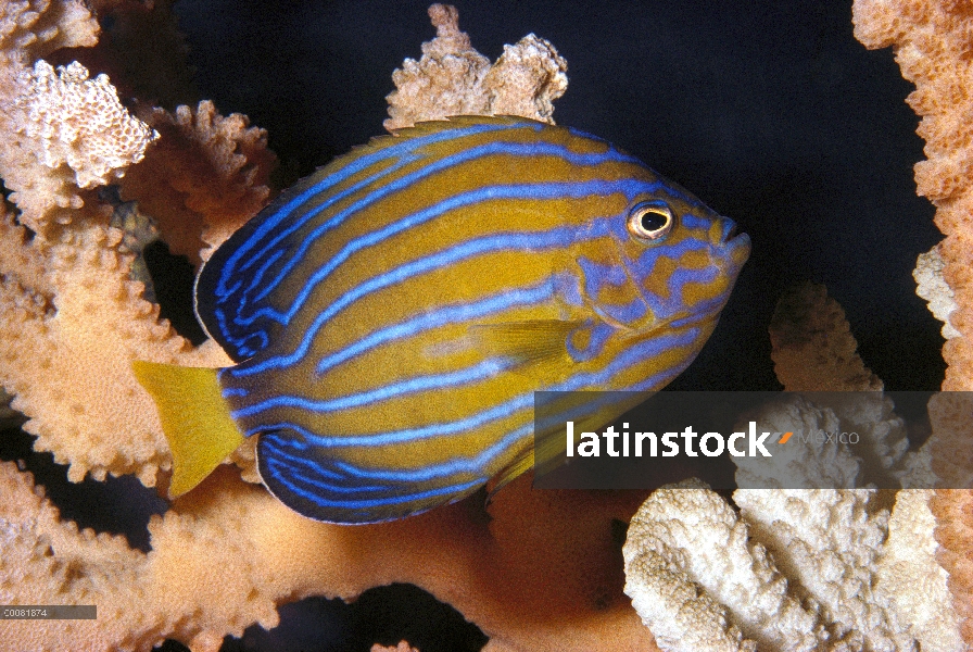 Pez ángel de rayas azul (Chaetodontoplus septentrionalis), California