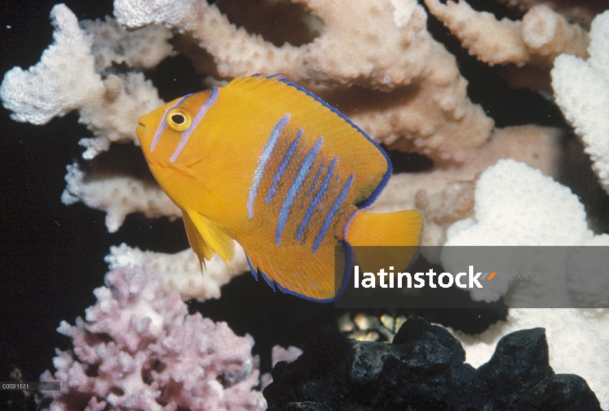 Juveniles de pez ángel Reina (Holocanthus ciliaris), Isla del coco, Costa Rica