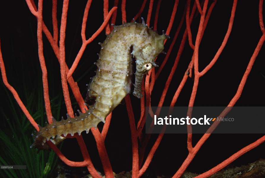 Caballito de mar (Hippocampus sp) en coral, América del norte