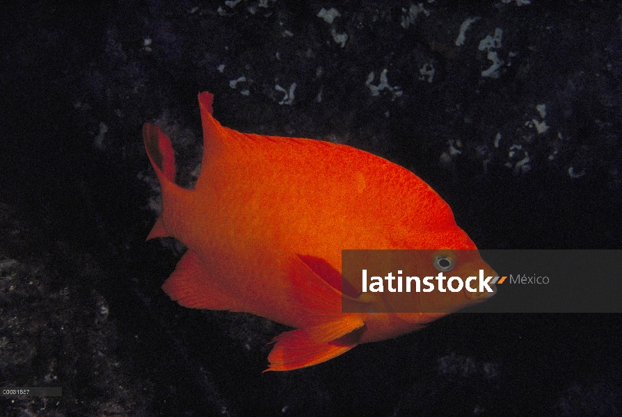 Garibaldi (Hypsypops rubicundus), Parque Nacional de Channel Islands, California