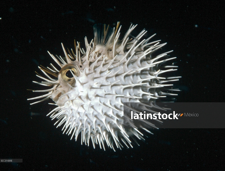 Tamborillos largo dorsal (Diodon holocanthus) en postura de defensa, América del norte