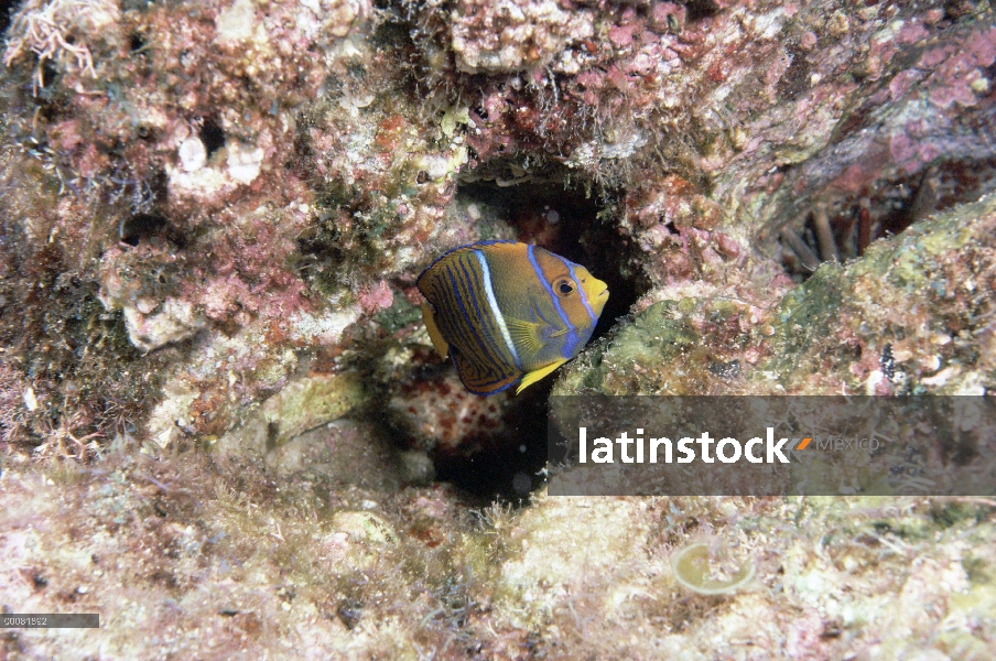 Juveniles del pez ángel (Pterophyllum scalare), debajo del agua, Baja California, México