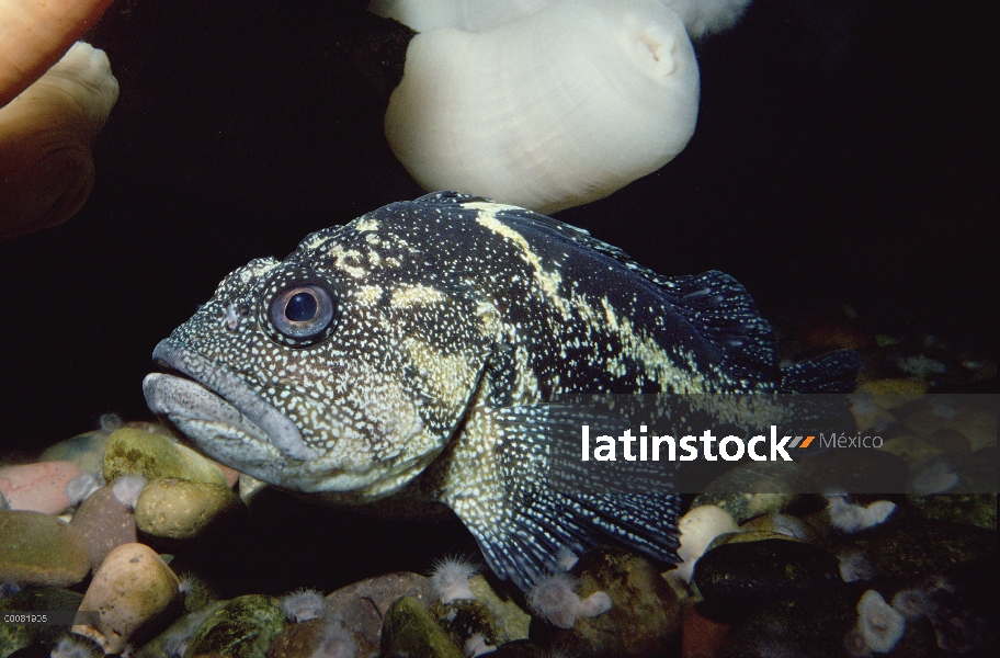 China Rockfish (Sebastes nebulosus), California