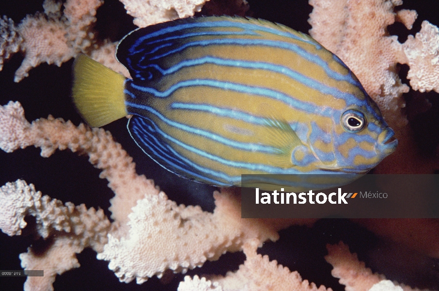 Pez ángel de rayas azul (Chaetodontoplus septentrionalis), California