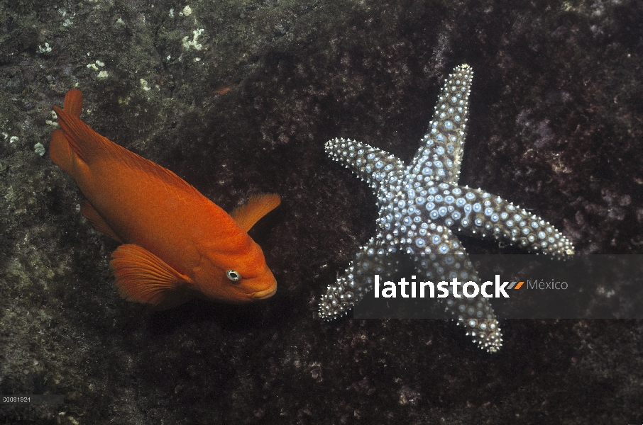 Garibaldi (Hypsypops rubicundus), con estrellas de mar, bajo el agua