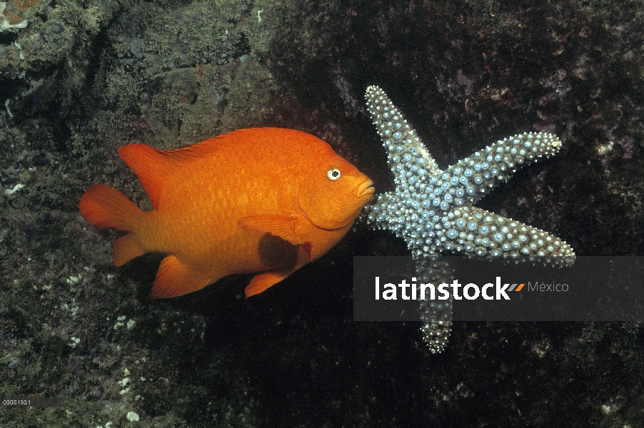 Garibaldi (Hypsypops rubicundus) y estrellas de mar, mar de Cortés, México