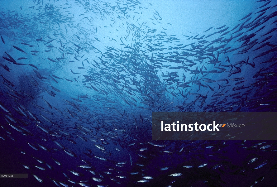 Norte escuela de anchoveta (Engraulis mordax) cerca de San Clemente, California Sur