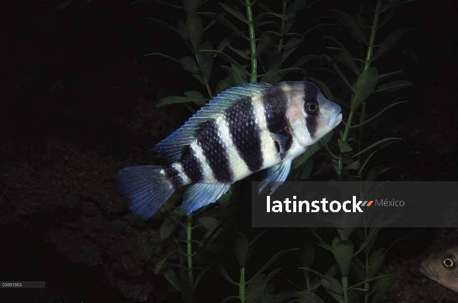 Endémica de pez mojarra común (Cyphotilapia frontosa) de Lago Tanganyika, África central