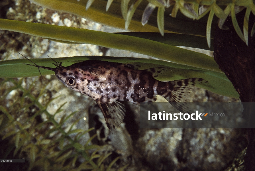 África central de bagre (Synodontis nigriventris) al revés