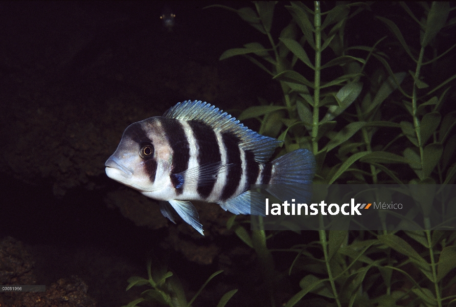 Cichlid de pez (Cyphotilapia frontosa), endémica del Lago Tanganyika, África central