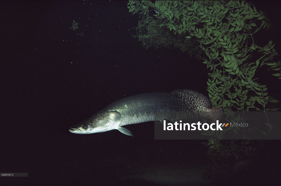 Peces de agua dulce más grande del Arapaima (Arapaima gigas) en el mundo pueden alcanzar longitudes 