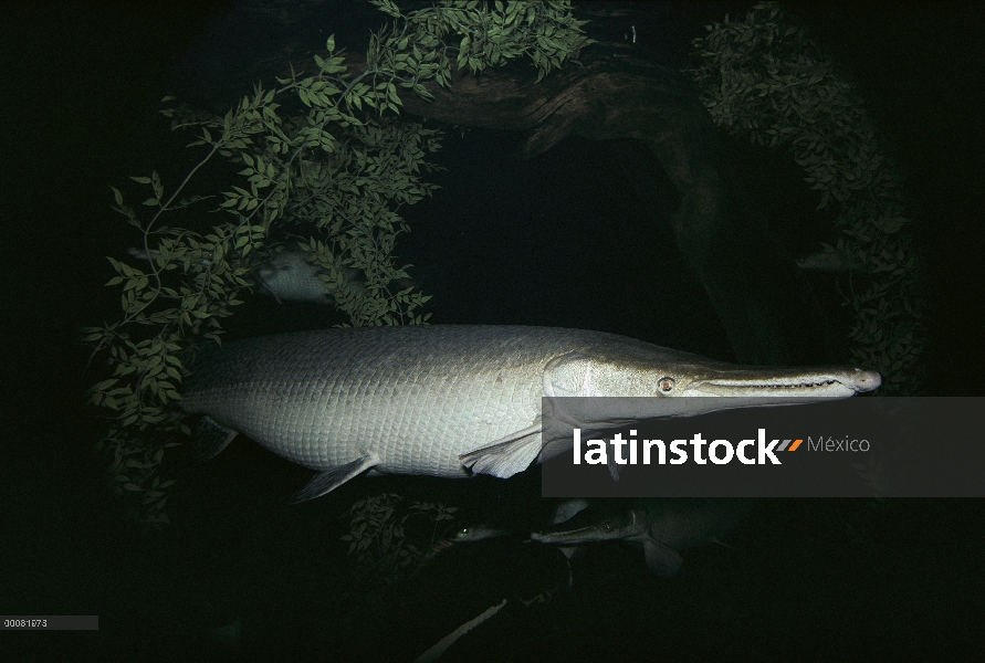 Alligator Gar (Lepisosteus espátula) más grande de todos los gars puede crecer hasta 300 libras, nat