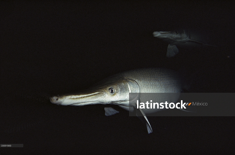 Alligator Gar (Lepisosteus espátula) más grande de todos los gars puede crecer hasta 300 libras, nat