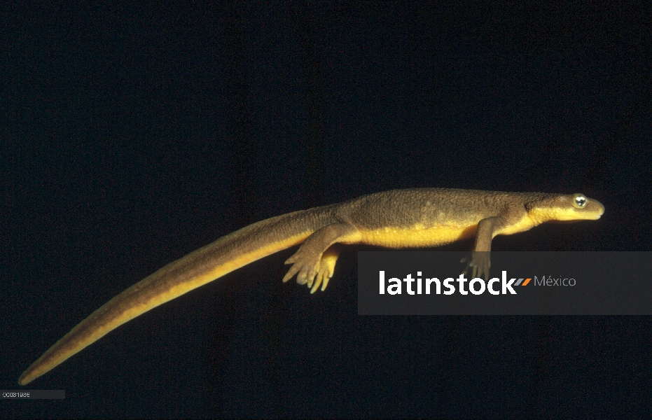 Tritón de California (Taricha torosa) nadar bajo el agua, California