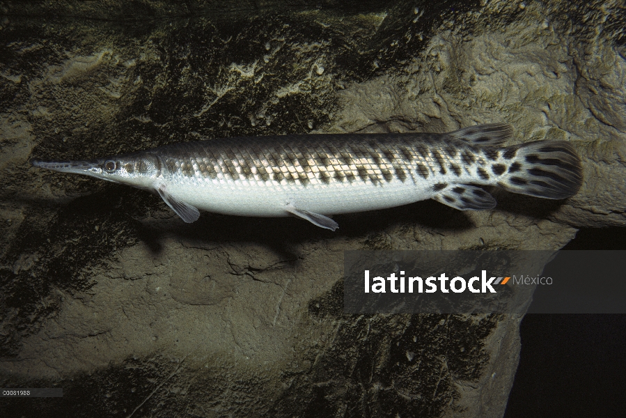 Spotted Gar (Lepisosteus oculatus) natación, nativo de los grandes lagos y Río Grande regiones, Amér