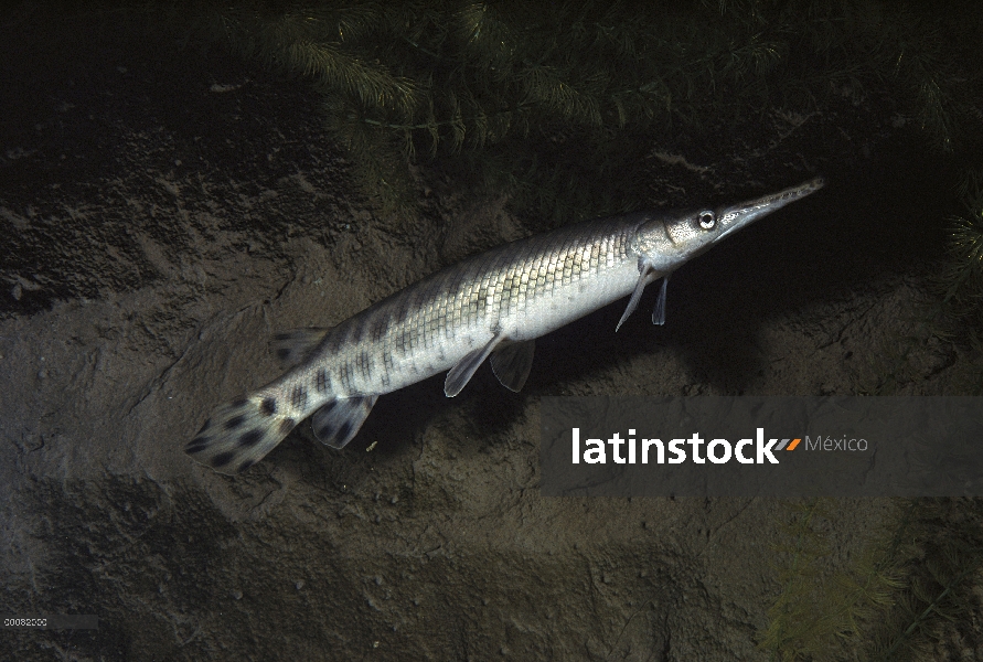 Gar de pico largo (Lepisosteus óseo) natación, originaria de Estados Unidos del este y meridional Qu