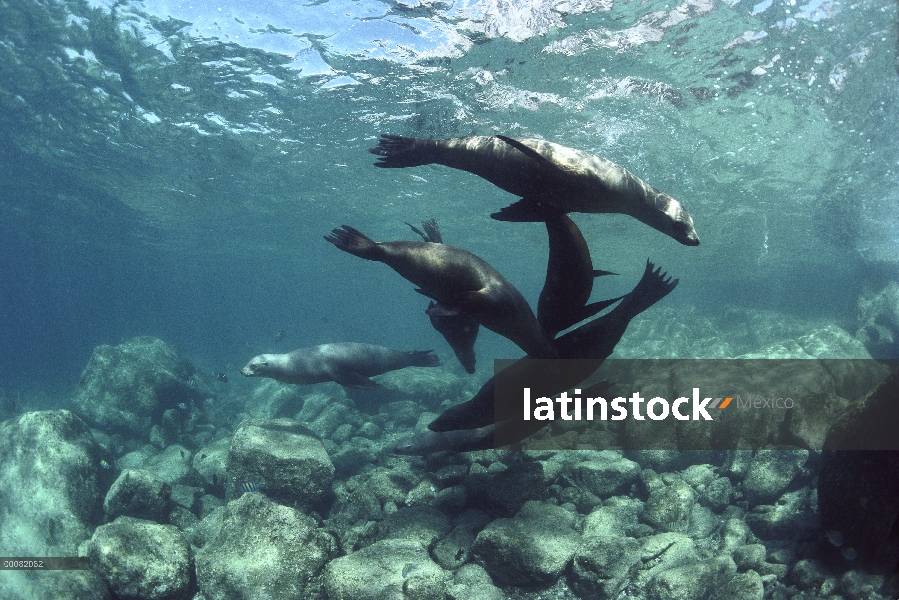 Grupo de leones marinos de California (Zalophus californianus) jugando bajo el agua, Isla Espiritu S