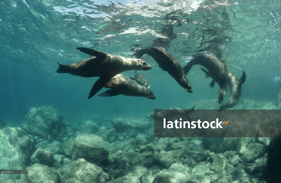 Grupo de leones marinos de California (Zalophus californianus) jugando bajo el agua, Isla Espiritu S