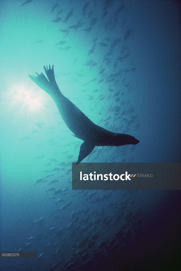 León marino de California (Zalophus californianus) con peces, Parque Nacional de Channel Islands, Ca