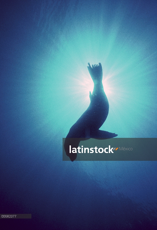 León marino de California (Zalophus californianus), Parque Nacional de Channel Islands, California