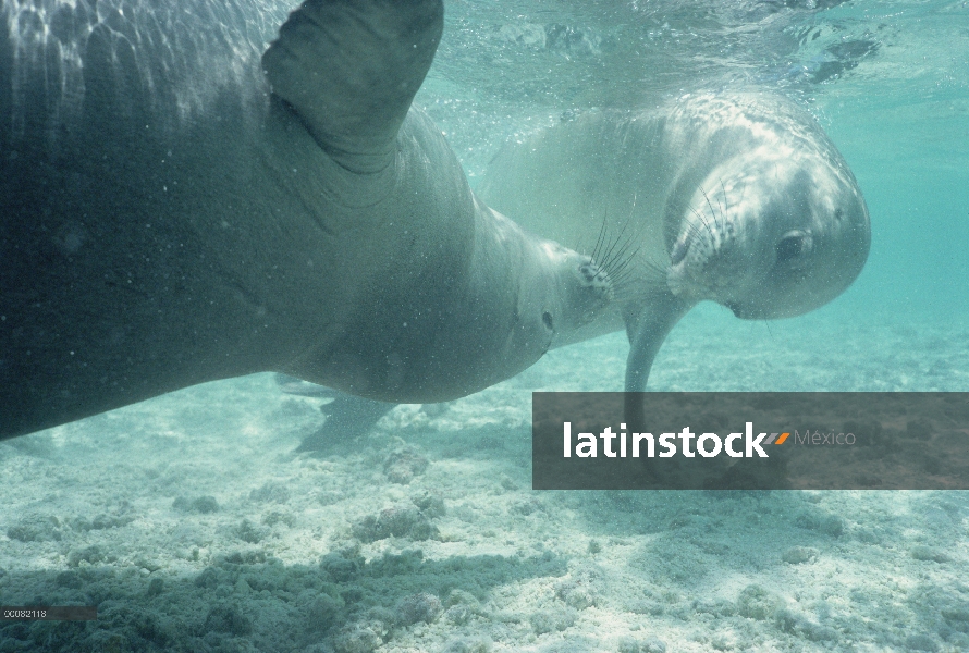 Par de sello hawaiano del Monk (Monachus schauinslandi) jugando bajo el agua, Hawaii