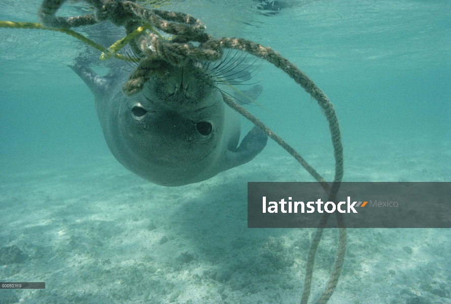 Foca monje hawaiana (Monachus schauinslandi) jugando con algas bajo el agua, Hawaii