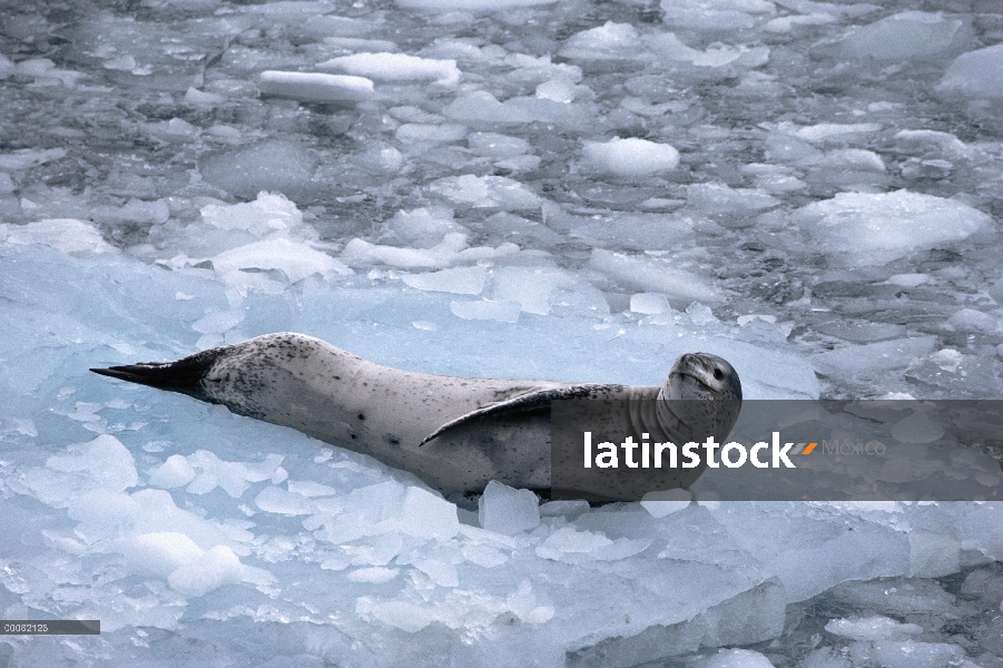 Foca leopardo (Hydrurga leptonyx) reclinado en témpano de hielo, Antártida