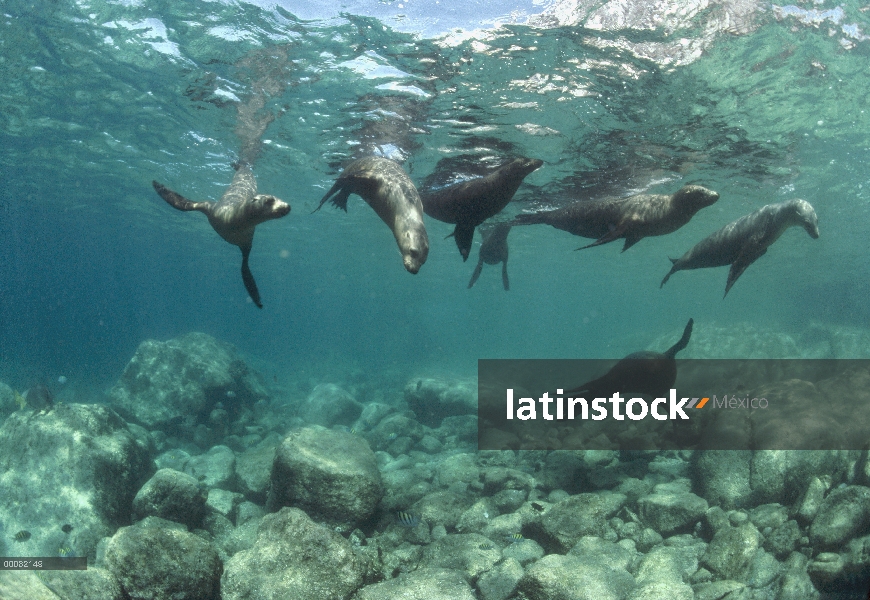 Grupo de leones marinos de California (Zalophus californianus) jugando bajo el agua, Isla Espiritu S