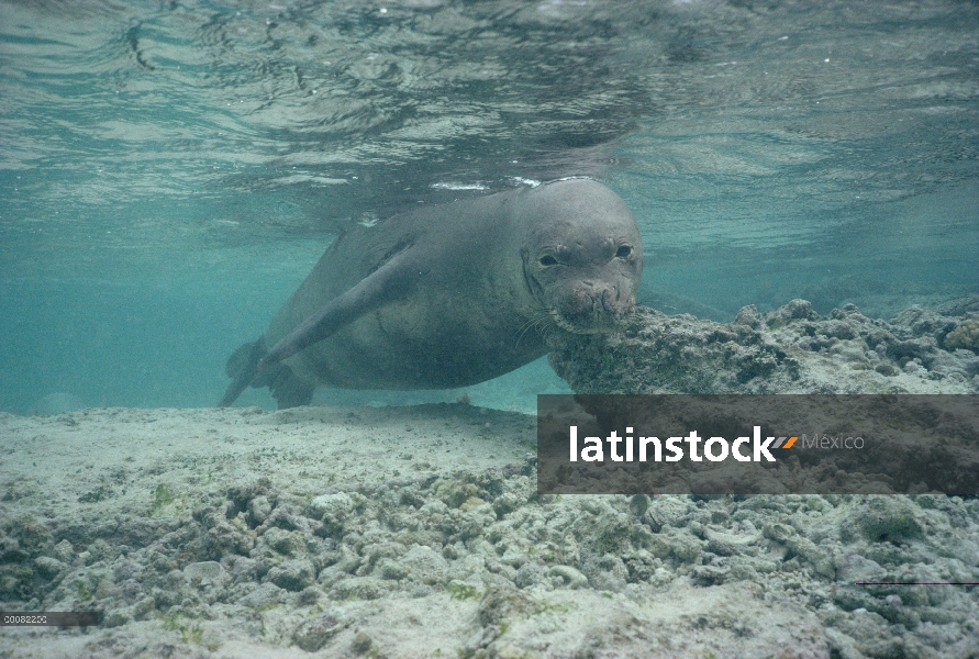 Foca monje hawaiana (Monachus schauinslandi) sobre arrecife, Hawaii