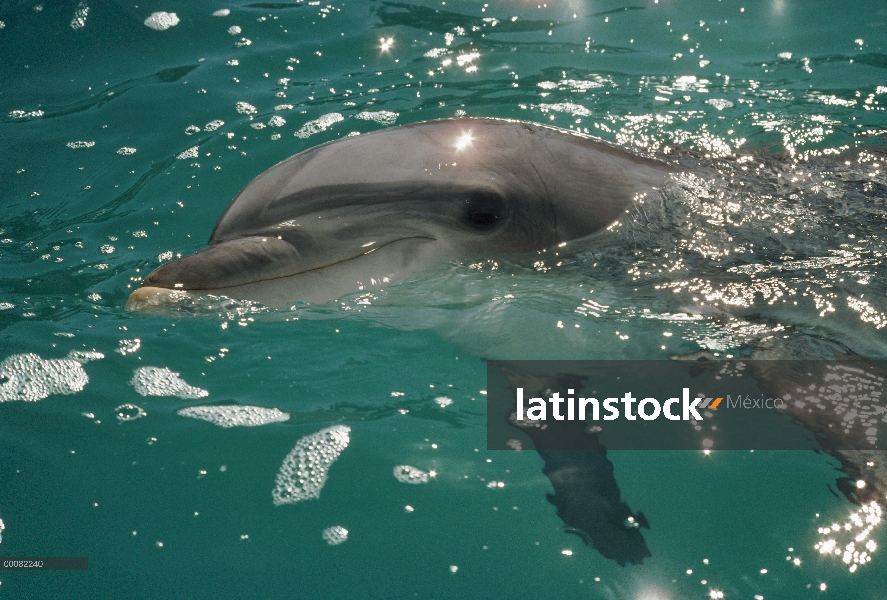 Retrato de tonina Delfín (Tursiops truncatus), Hawaii