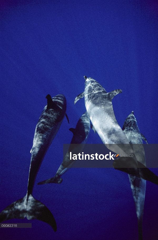 Grupo de delfín manchado Atlántico (frontalis de Stenella) de adultos y juveniles, Bahamas