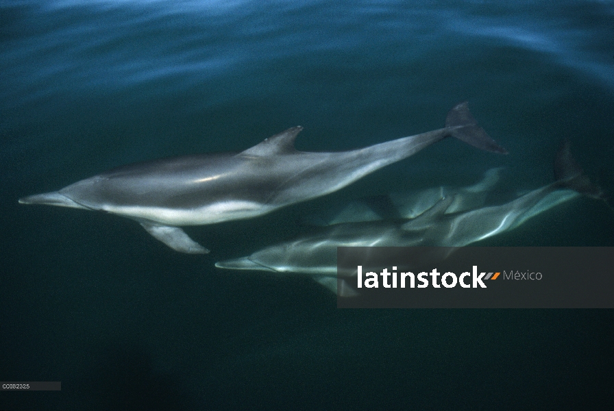 Par común de delfín (Delphinus delphis), Hawaii