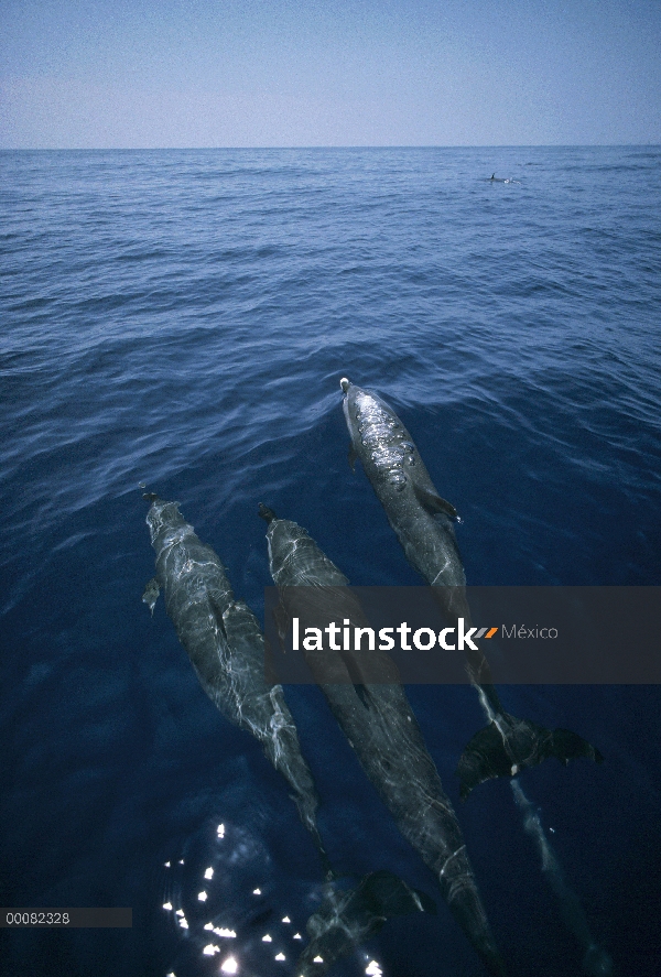 Trío de delfines (Tursiops truncatus) mular surfacing, Shark Bay, Australia