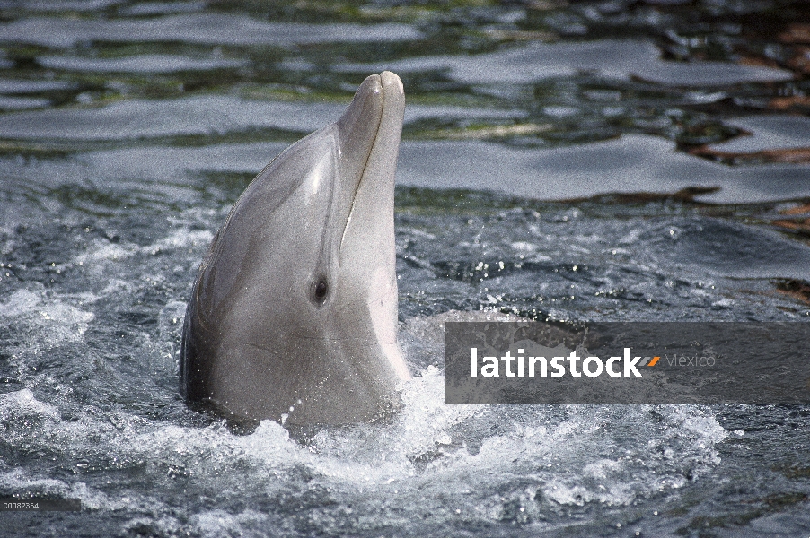 Delfín mular (Tursiops truncatus), Hyatt Waikoloa, Hawai