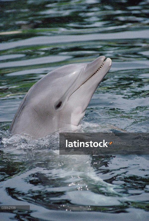 Retrato de tonina Delfín (Tursiops truncatus)