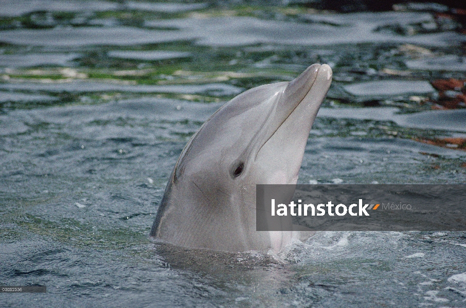 Delfín mular (Tursiops truncatus) grupo animal submarino, cautivo, Hawaii