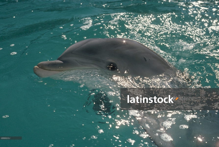 Retrato de tonina Delfín (Tursiops truncatus), Hawaii