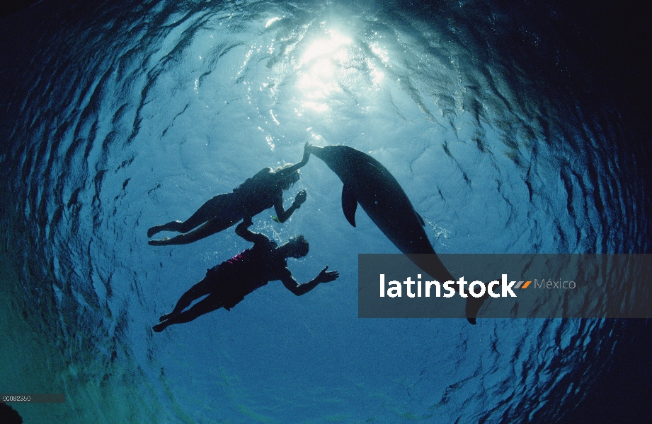 Delfín mular (Tursiops truncatus) Silueta con dos nadadores, Hawaii